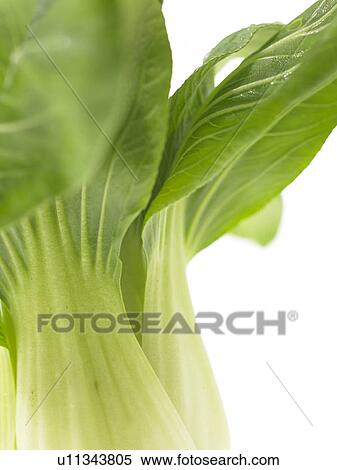 Stock Photography - Pak Choi. Fotosearch