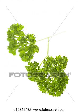 Stock Image - Parsley. Fotosearch