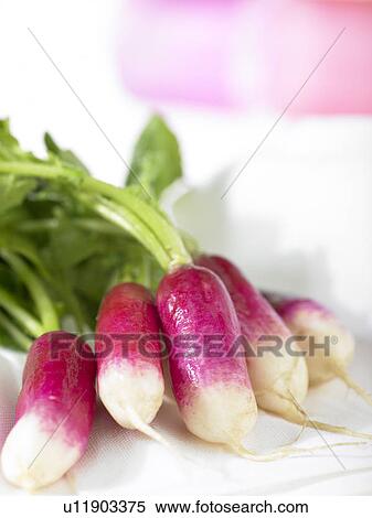 Stock Photography - Radishes. Fotosearch