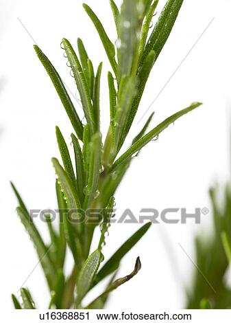Rosemary Sprig View Large Photo Image Stock Image - Rosemary Sprig. Fotosearch