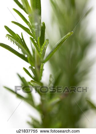 Rosemary View Large Photo Image Stock Photography - Rosemary. Fotosearch