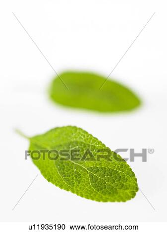 Sage leaves View Large Photo Image Stock Image - Sage leaves. Fotosearch