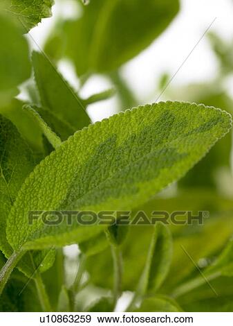 Sage leaves View Large Photo Image Stock Photo - Sage leaves. Fotosearch