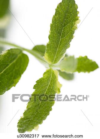 Stock Photo - Sprig of Sage. Fotosearch
