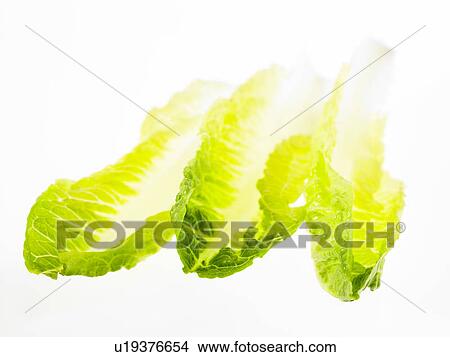 Picture - Three Chinese Leaves in a row. Fotosearch