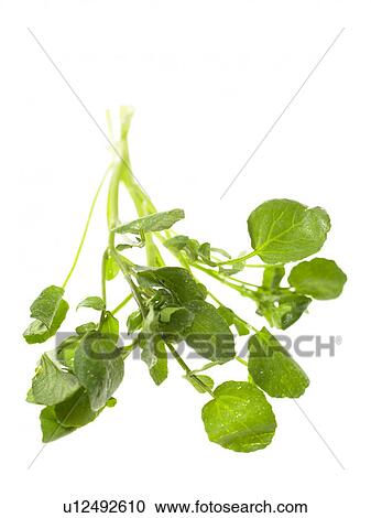 Stock Image - Watercress. Fotosearch