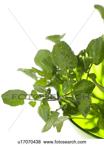 Watercress View Large Photo Image Stock Photo - Watercress. Fotosearch