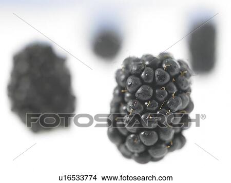 Blackberries View Large Photo Image Picture - Blackberries. Fotosearch