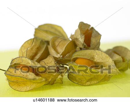 Cape Gooseberries Physalis View Large Photo Image Stock Photo - Cape Gooseberries Physalis. Fotosearch