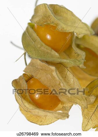 Cape Gooseberries Physalis View Large Photo Image Stock Photo - Cape Gooseberries Physalis. Fotosearch