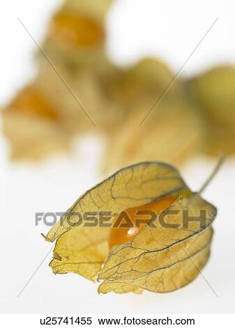 Close-up of a gooseberry View Large Photo Image Stock Photography - Close-up of a gooseberry. Fotosearch