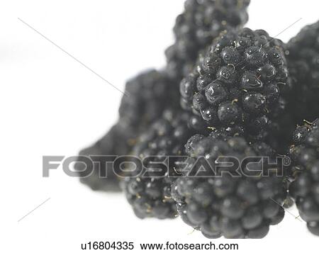 Stock Photography - Close-up of Blackberries. Fotosearch