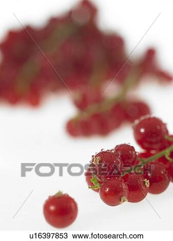 Stock Image - Close-up of currants with water droplets. Fotosearch