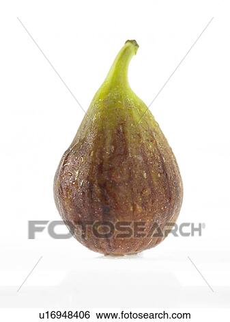 Stock Photograph - Fig. Fotosearch