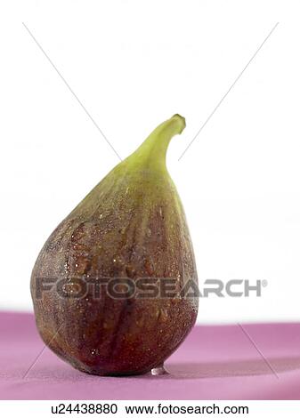 Food, Fruit, Fig View Large Photo Image Stock Image - Food, Fruit, Fig. Fotosearch