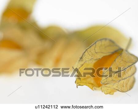 Food, Fruit, Physalis, Cape Gooseberry View Large Photo Image Stock Image - Food, Fruit, Physalis, Cape Gooseberry. Fotosearch