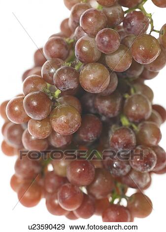 Large bunch of purple grapes View Large Photo Image Stock Photo - Large bunch of purple grapes. Fotosearch