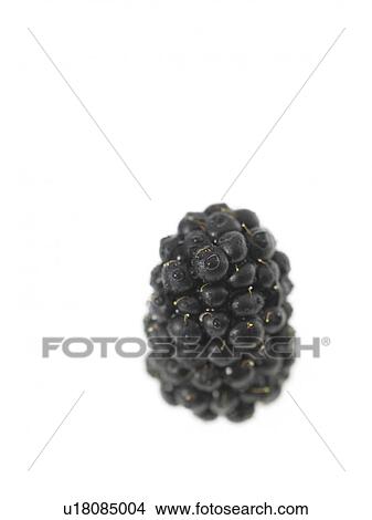 One blackberry View Large Photo Image Picture - One blackberry. Fotosearch