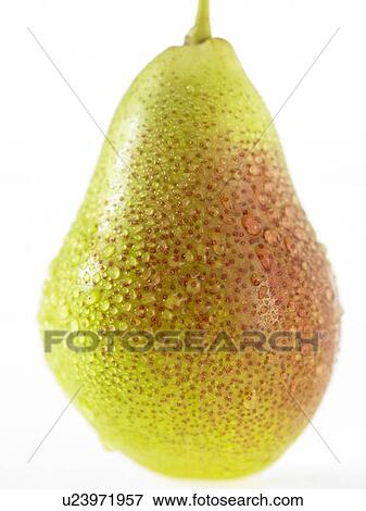 One Pear with water droplets on it View Large Photo Image Stock Photo - One Pear with water droplets on it. Fotosearch