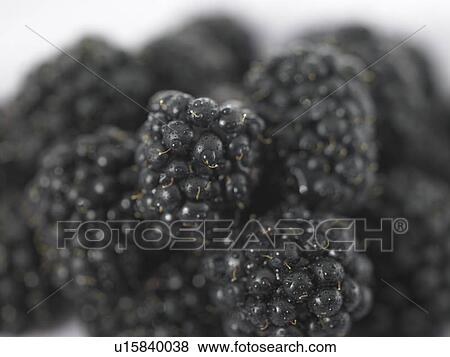 Pile of Blackberries View Large Photo Image Stock Photo - Pile of Blackberries. Fotosearch
