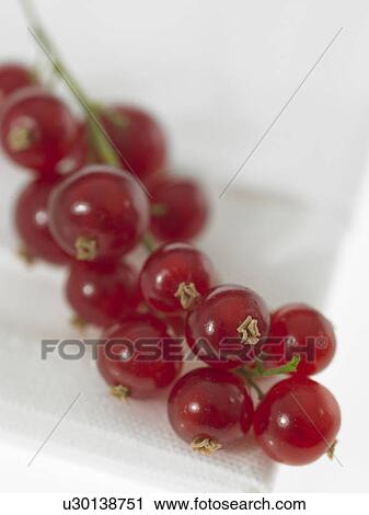 Red currants View Large Photo Image Stock Image - Red currants. Fotosearch