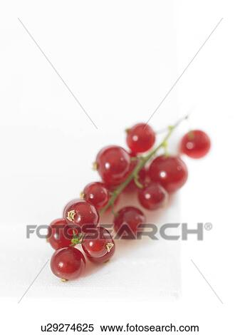 Stock Photography - Red currants. Fotosearch