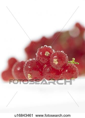 Stock Image - Red currants with water droplets. Fotosearch