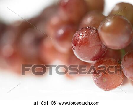 Red Grapes View Large Photo Image Stock Photograph - Red Grapes. Fotosearch