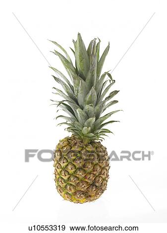 Side view of a single pineapple View Large Photo Image Stock Photo - Side view of a single pineapple. Fotosearch