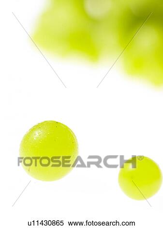 Two green grapes View Large Photo Image Stock Photography - Two green grapes. Fotosearch