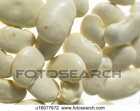 Stock Image - Butter Beans. Fotosearch