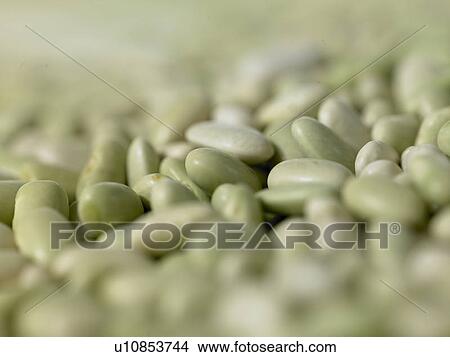Picture - Flageolet Beans. Fotosearch