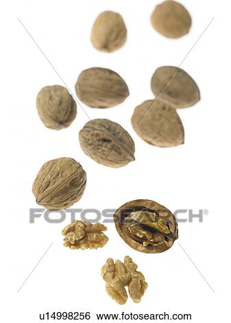 Stock Photograph - Nine walnuts with one cracked open. Fotosearch