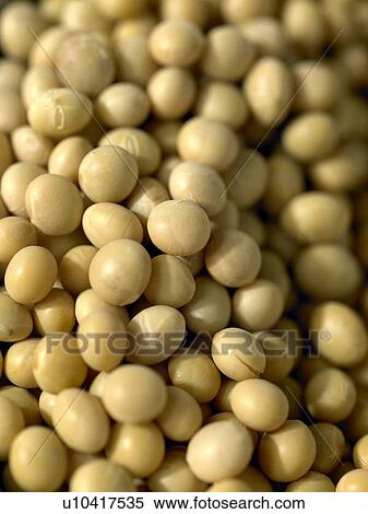 Stock Photography - Soya Beans. Fotosearch