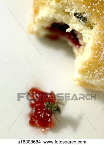 Picture - Doughnut with Jam and Fly. Fotosearch