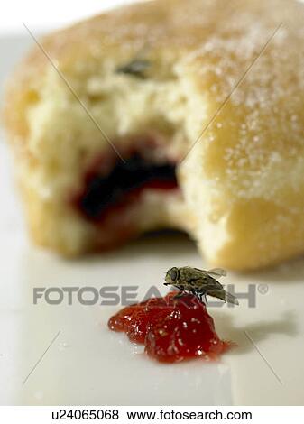 Stock Photo - Doughnut with Jam and Fly. Fotosearch