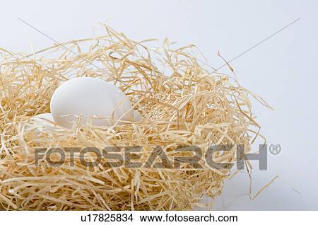 Picture - Close-up of eggs in a bird's nest. Fotosearch