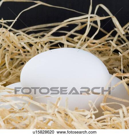 Stock Image - Close-up of eggs in a bird's nest. Fotosearch
