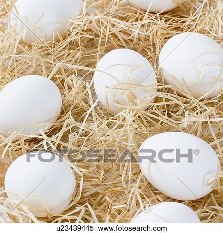Close-up of eggs View Large Photo Image Stock Photography - Close-up of eggs. Fotosearch