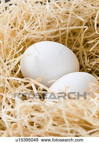Stock Photo - Close-up of two eggs in a bird's nest. Fotosearch