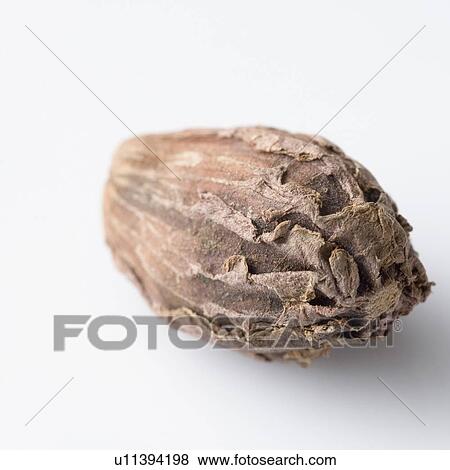 Stock Photo - Close-up of a Black Cardamom. Fotosearch