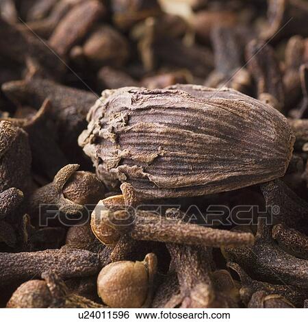 Close-up of a Black Cardamom with cloves View Large Photo Image Stock Photograph - Close-up of a Black Cardamom with cloves. Fotosearch