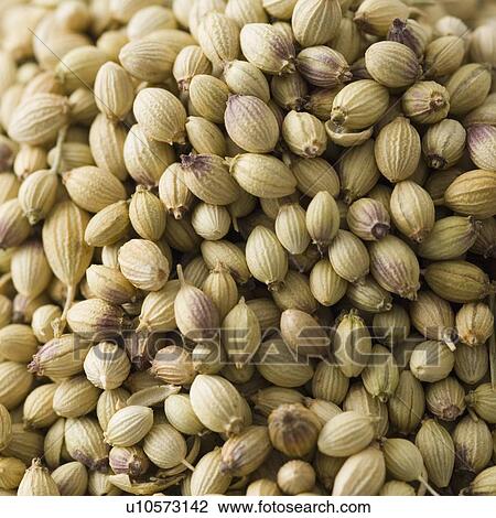 Stock Image - Close-up of Condiment seeds. Fotosearch