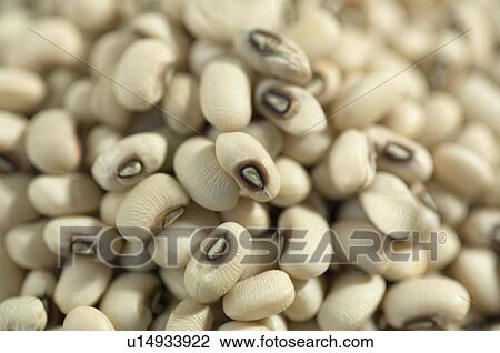 Close-up of Black eyed beans View Large Photo Image Stock Image - Close-up of Black eyed beans. Fotosearch