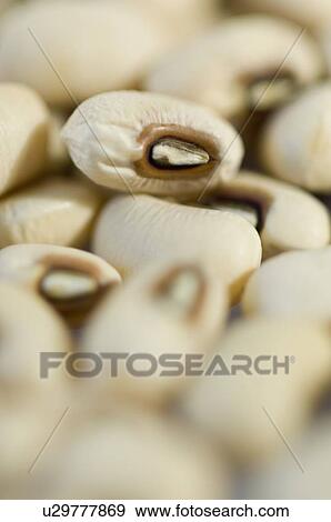 Stock Photo - Close-up of Black eyed beans. Fotosearch