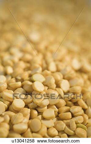 Close-up of Split Bengal grams View Large Photo Image Stock Photo - Close-up of Split Bengal grams. Fotosearch