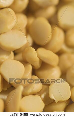 Close-up of Split Bengal grams View Large Photo Image Stock Photo - Close-up of Split Bengal grams. Fotosearch