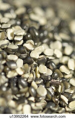 Close-up of Split Black grams View Large Photo Image Picture - Close-up of Split Black grams. Fotosearch