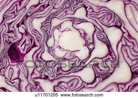 Close-up of a cross section of a cabbage View Large Photo Image Stock Photography - Close-up of a cross section of a cabbage. Fotosearch