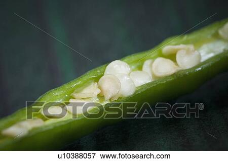 Stock Photo - Close-up of green chili peppers. Fotosearch